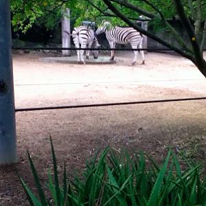 Taronga 2010 - Plains Zebras