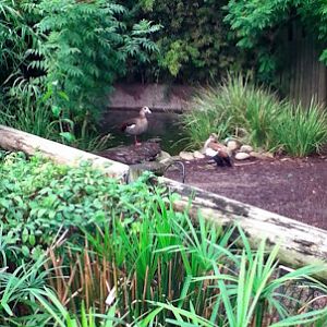 Taronga 2010 - Egyptian Geese in the Pygmy Hippo exhibit