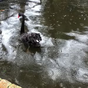 Taronga 2010 - Black Swan