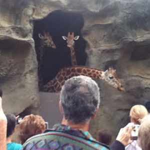 Roar & Snore 2010 - feeding the Giraffes