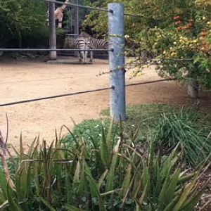 Taronga 2010 - Plains Zebras and Hybrid Giraffe