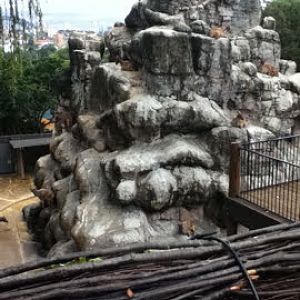 Taronga 2010 - Himalayan Tahr exhibit