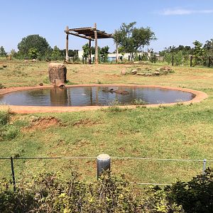 Sanctuary Asia Indian Rhino