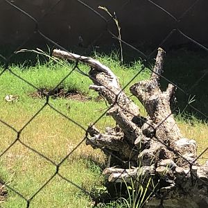 Honey Badger Destruction Already