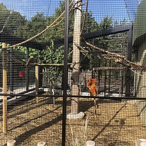 Golden Lion Tamarin Exhibit Updated