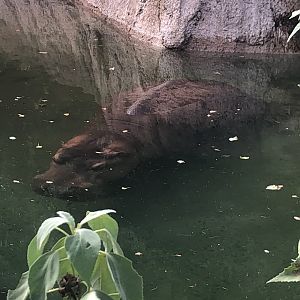 Hippo