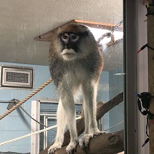 Patas Monkey