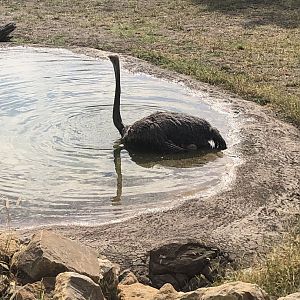 Giraffe and Friends Ostrich