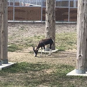 Giraffe and Friends Bontebok