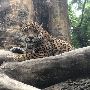 Jaguar