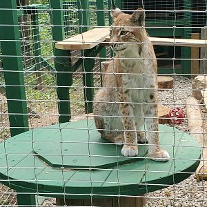Adirondack Wildlife Refuge (2021) - Kayla the Eurasian Lynx