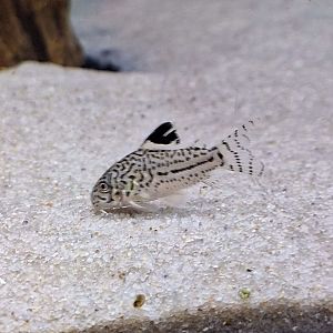 Leopard Cory (Corydoras julii)