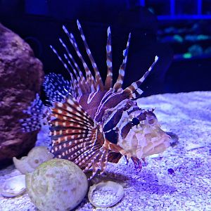 Zebra Dwarf Lionfish (Dendrochirus zebra)