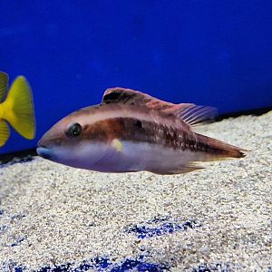 Little Maori Wrasse (Oxycheilinus bimaculatus)