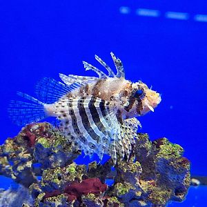 Fuzzy Dwarf Lionfish (Dendrochirus brachypterus)
