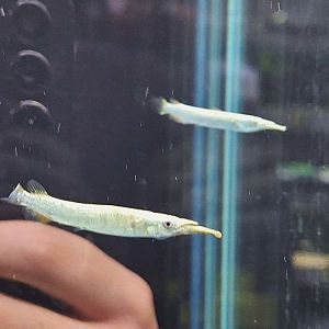 Wrestling Halfbeak (Dermogenys pusilla)