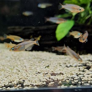 Medaka (Oryzias latipes) "Neon Blue" captive strain