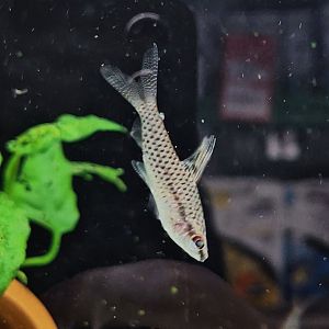 Spotted Headstander (Chilodus punctatus)