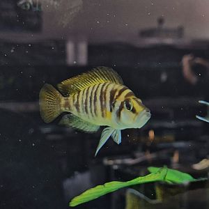 Red Fin Compressiceps Cichlid (Altolamprologus compressiceps "Red Fin")