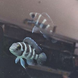 Five-bar Cichlid (Neolamprologus tretocephalus)