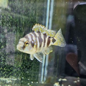 Super VC-10 Hap (Placidochromis milomilo)