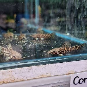 Spotted Hoplo (Megalechis thoracata)