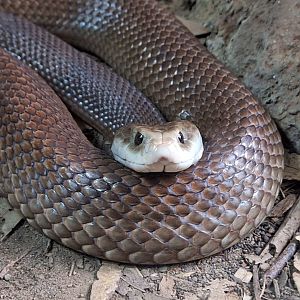 Coastal Taipan