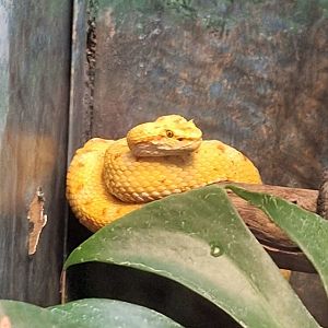 Eyelash Viper