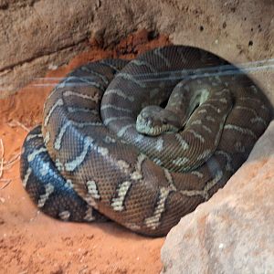 Centralian Carpet Python