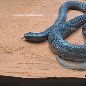 Inland Taipan