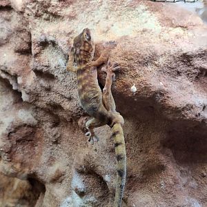 Northern Giant Cave Gecko