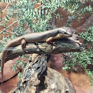 Goldfields Crevice-Skink