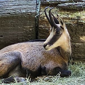 Chamois
