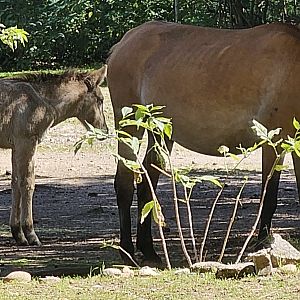 Przewalski's wild horse