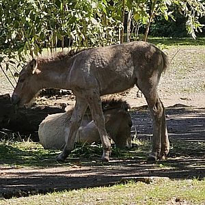 Przewalski's wild horse /