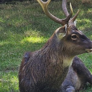 Sika deer