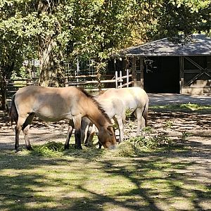 Przewalski's wild horse