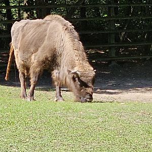 Wisent