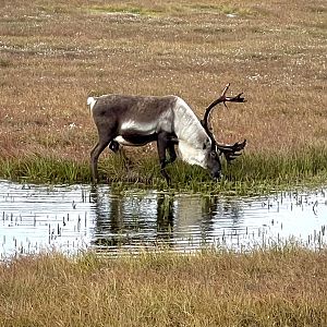 Caribou - Alaska