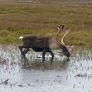 Caribou - Alaska