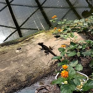 Brown basilisk in the mangrove
