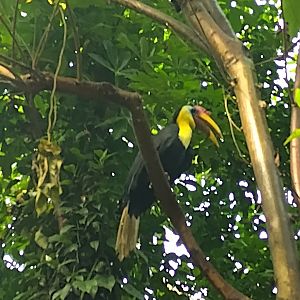 Hornbill in the bush
