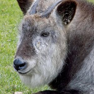 Japanese serow (Capricornis crispus) - 03/2016