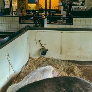 Petting zoo - indoor area