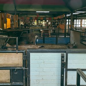 Petting zoo - indoor area
