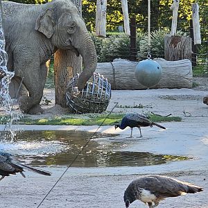Asian elephant and peacocks