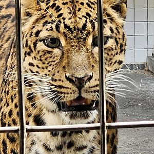 North Chinese leopard