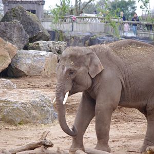 Anjan- Asian Elephant- 5/4/2023