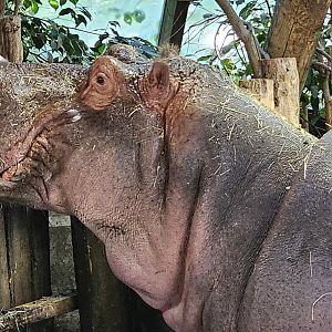 Hippo