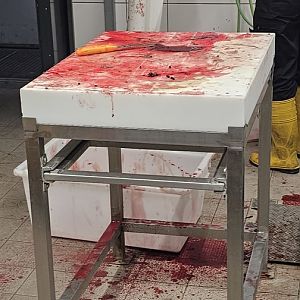 Carnivore house kitchen